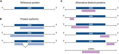 The alternative proteome in neurobiology